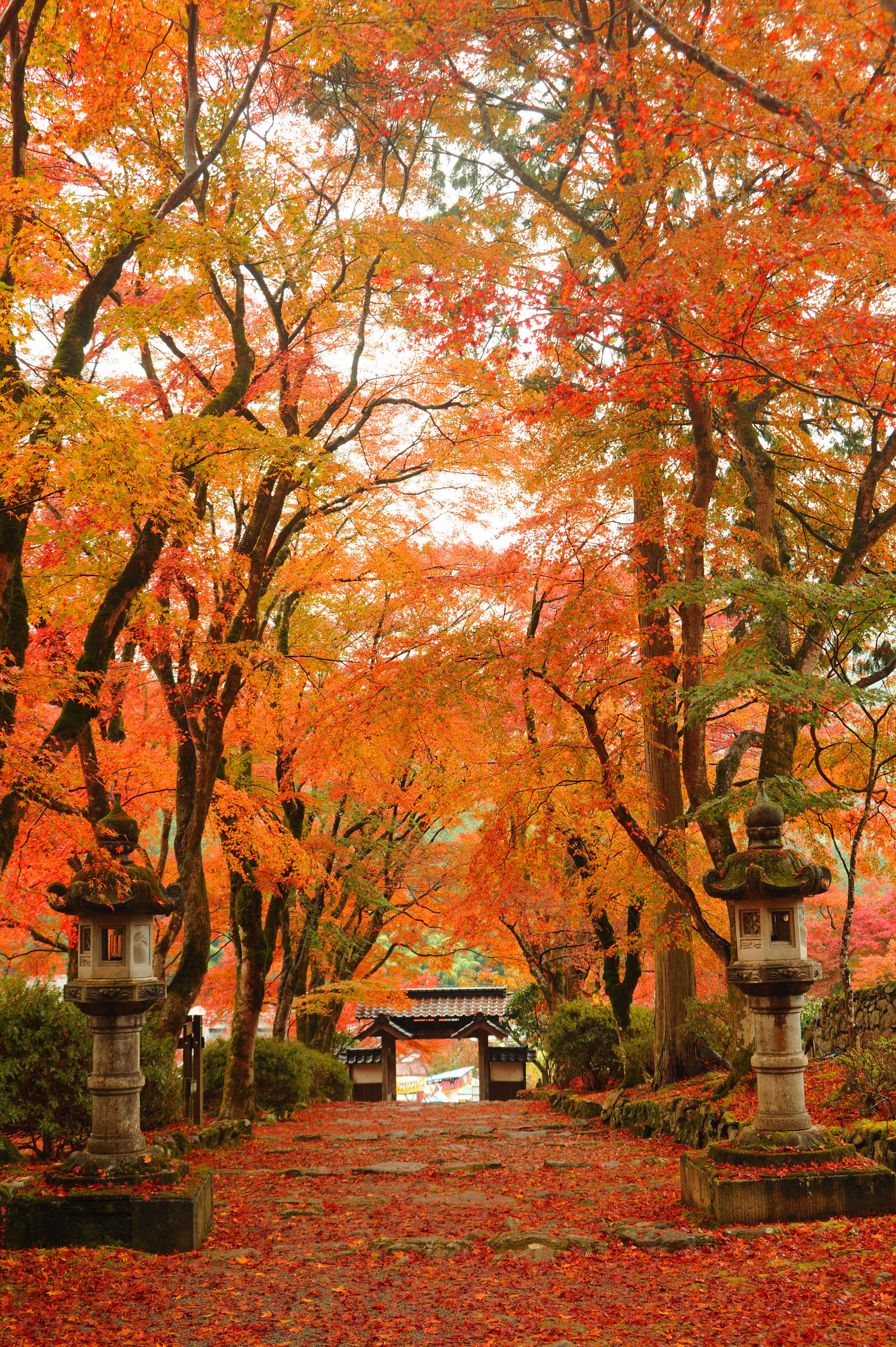 丹波の名所が秋色に染まる、愛しませ 丹波もみじめぐり | | 土曜は丹波