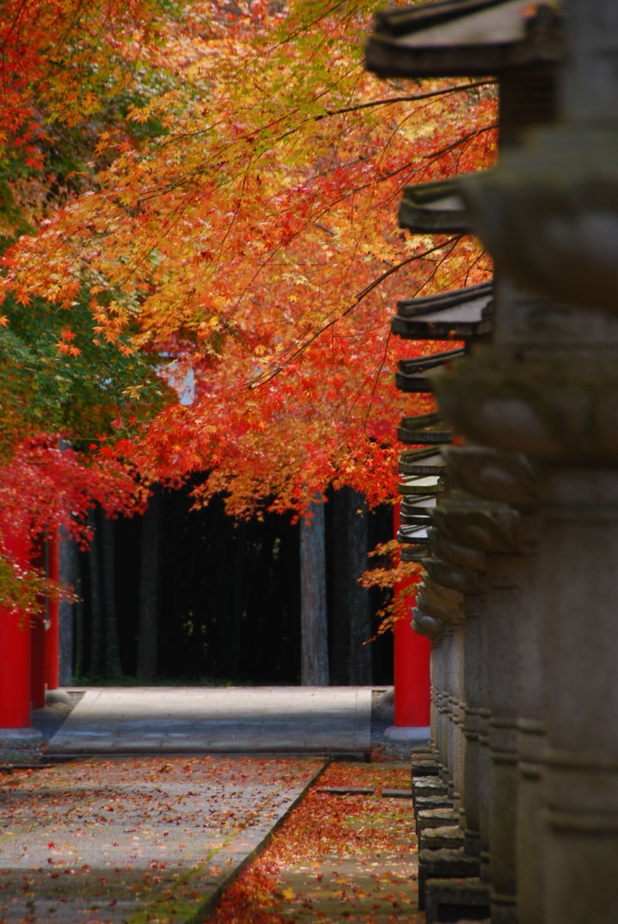 丹波の名所が秋色に染まる、愛しませ 丹波もみじめぐり | | 土曜は丹波