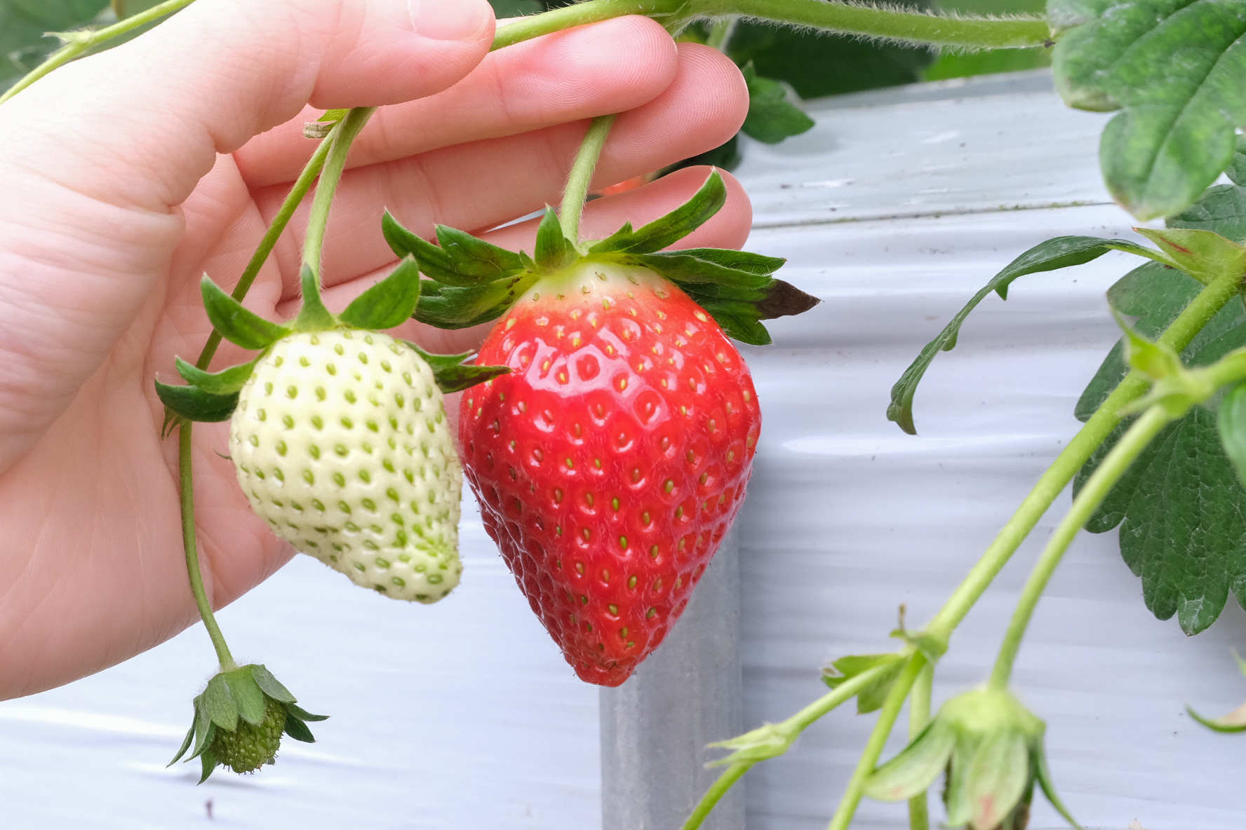 選んで 摘んで ほおばる幸せな60分 あぐり丹波3dイチゴ園 土曜は丹波市に Saturday Tamba