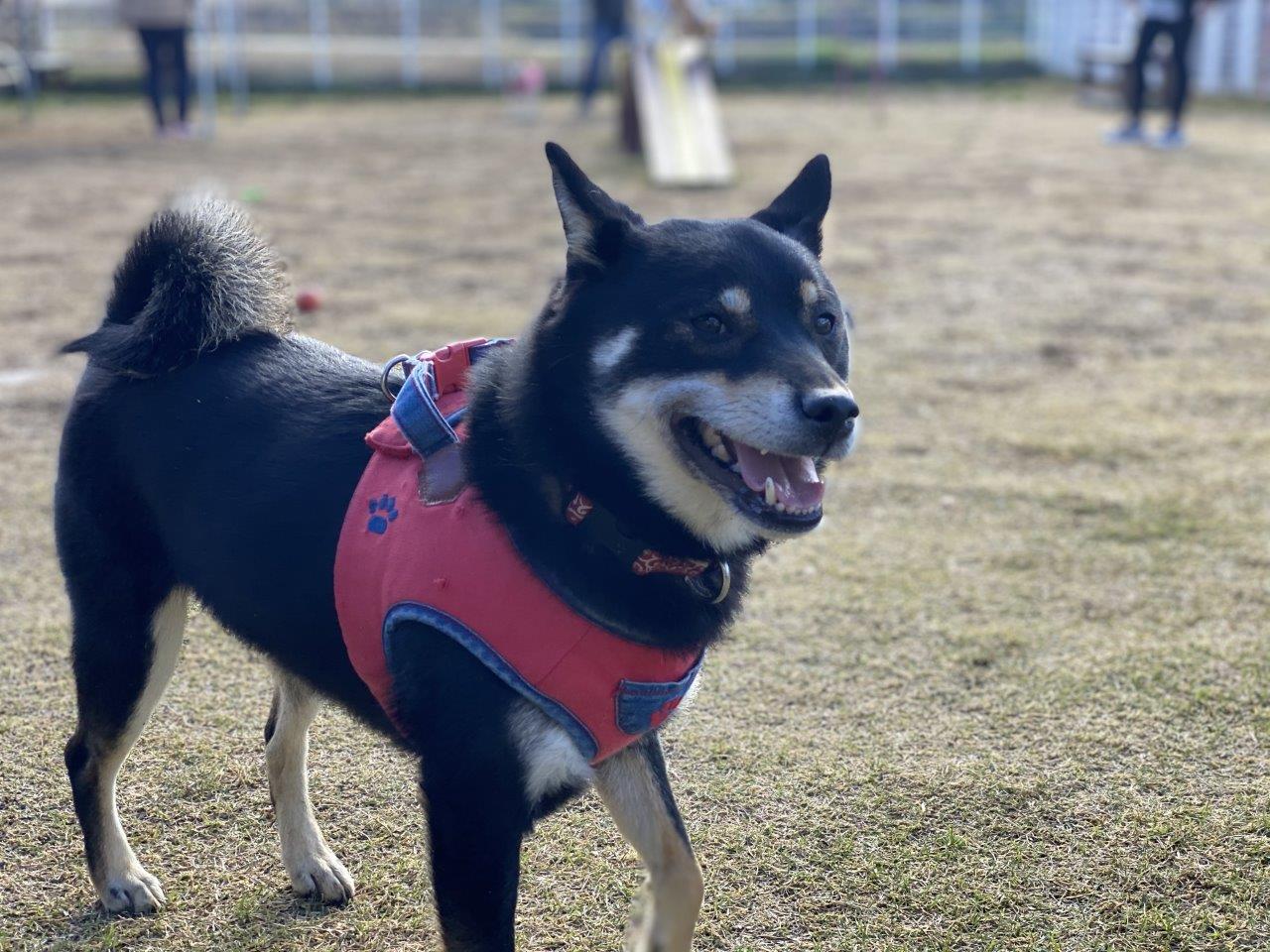 自然に囲まれた広々ドッグカフェで ワンちゃんも飼い主も開放的な時間を 土曜は丹波市に Saturday Tamba